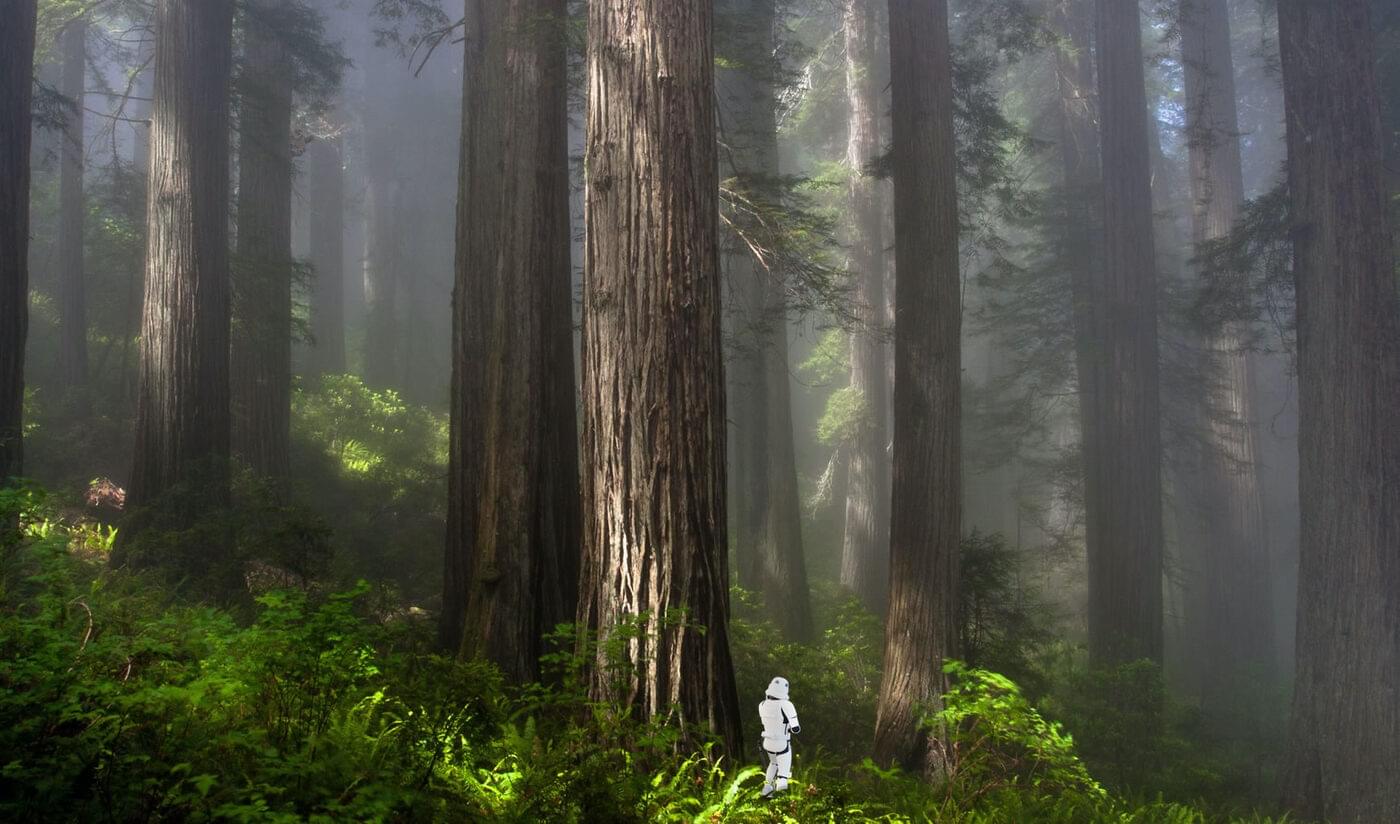 Image of a tiny stormtrooper among giant redwoods.